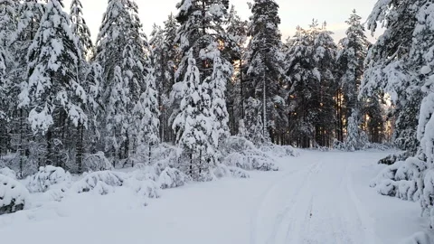 Walking with camera in spectacular snow covered winter forest during sunset - Stock Footage 146453068