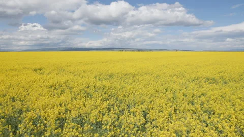 Walking by a canola or rape field on bright sunshine Video stock 130404161