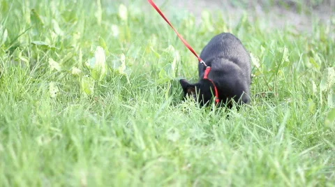 Walking the cat 2 Video stock 742227