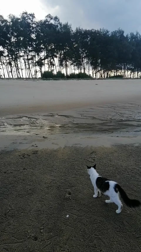 Walking cat at beach Stock Footage 170632219