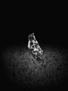 Walking with a cat, black background Stock Photos
