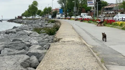 Walking cat in the city Stock Footage 134298292