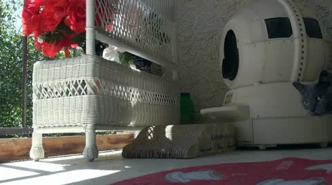 Walking cat Stock Footage 11017203