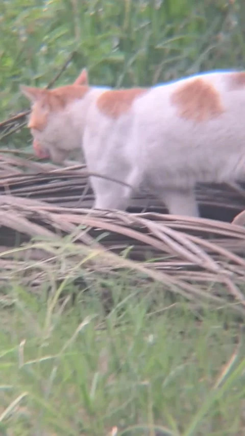 Walking cat Stock-Footage 262292562