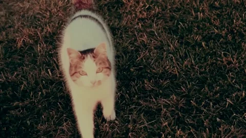 Walking cat Stock Footage 263671088