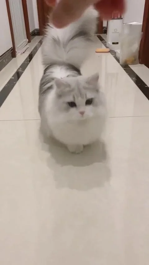 Walking cat Stock Footage 315512074