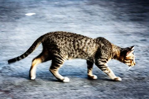 Walking cat Stock Photos