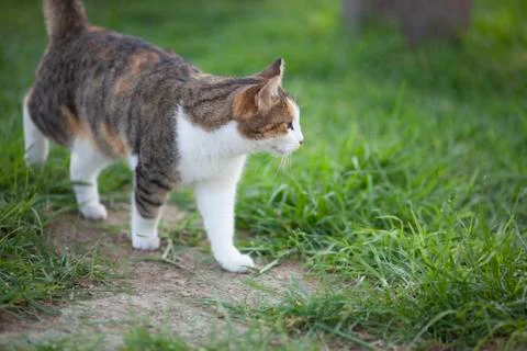 Walking cat Stock Photos