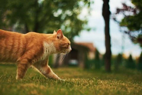 Walking cat Stockfoto's