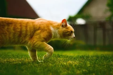 Walking cat Stock Photos