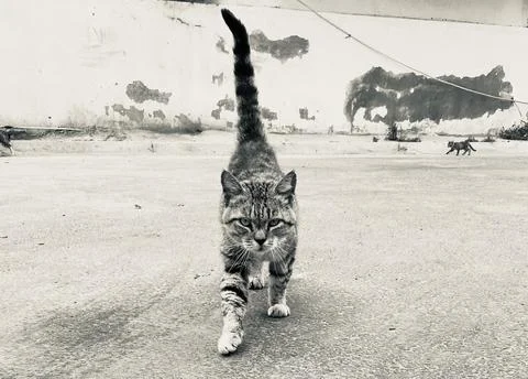 Walking cat Foto stock