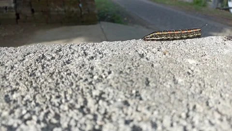 Walking caterpillar Stock Footage 238575445
