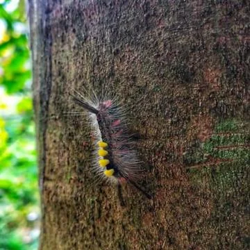 Walking caterpillar Stock Photos