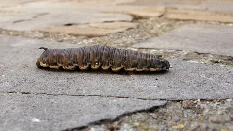 Walking Caterpillar of a sphinx of bindweed,Agrius convolvuli.butterfly insect Stock Footage 142239282