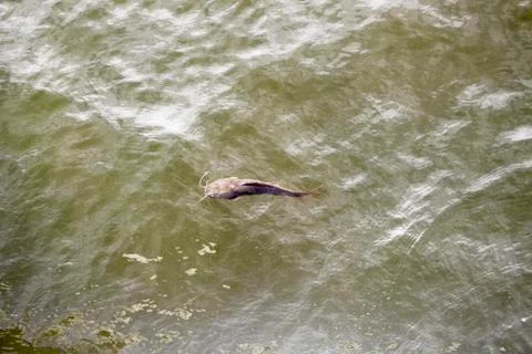 Walking catfish Stock Photos