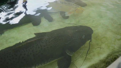 Walking catfish swimming in open touch tank aquarium wide shot Stock Footage 346860663
