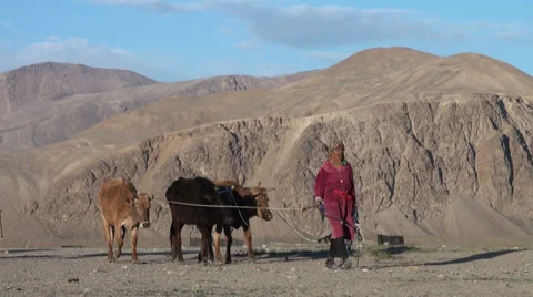 Walking cattle back home in Tajik village Stock Footage 28676338