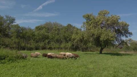 Walking cattle in the pasture Stock Footage 263544364