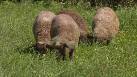 Walking cattle in the pasture Video stock 263544386