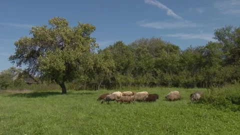 Walking cattle in the pasture Stock Footage 263544401