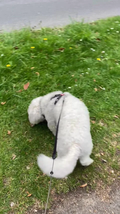 Walking a cavapoo dog Stock Footage 307638926