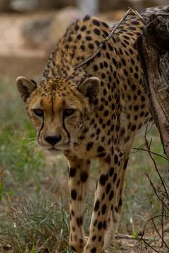 Walking cheetah in the gras Stock Photos