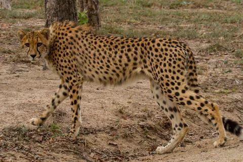 Walking cheetah Foto stock