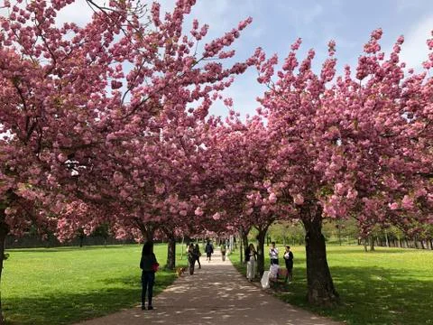 Walking in a cherry trees park 스톡 사진