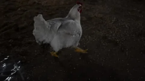 Walking chicken Stock Footage 8962374