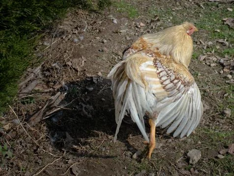 Walking chicken Foto stock