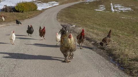 Walking chicken Stock Photos