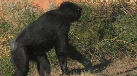 Walking chimp Stock Footage 8761030