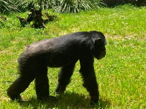Walking Chimp Stock Photos