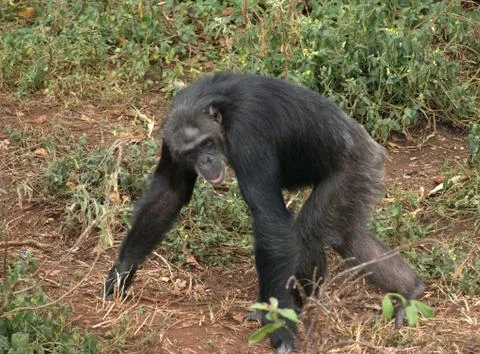 Walking chimpanzee Stock Photos