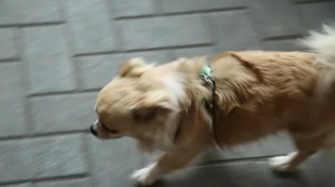 Walking chiwawa Stock Footage 55511948