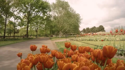 Walking close to a row of Orange tulips Stock Footage 168347355