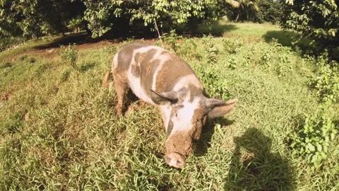 Walking close toward a huge fat domesticated black and white boar pig with dirt  Stock Footage 237619972