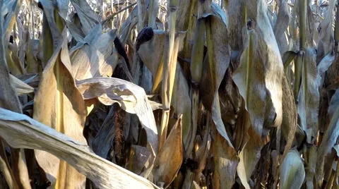 Walking closely past cornfield / maize field in autumn before harvest Stock Footage 56064961