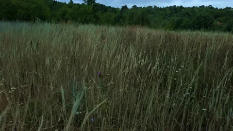 Walking Cloud Mountain Hill Green Grass Peak. Cloudy Day. Mountain Grass Field. Stock Footage 151149868