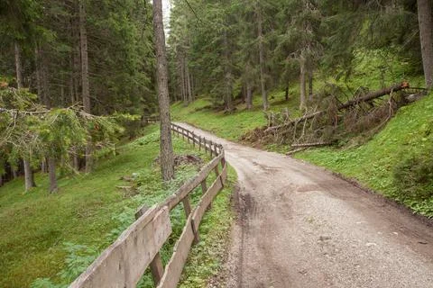 Walking in a cloudy day long a path among the woods in the Dolomites Fotos Stock