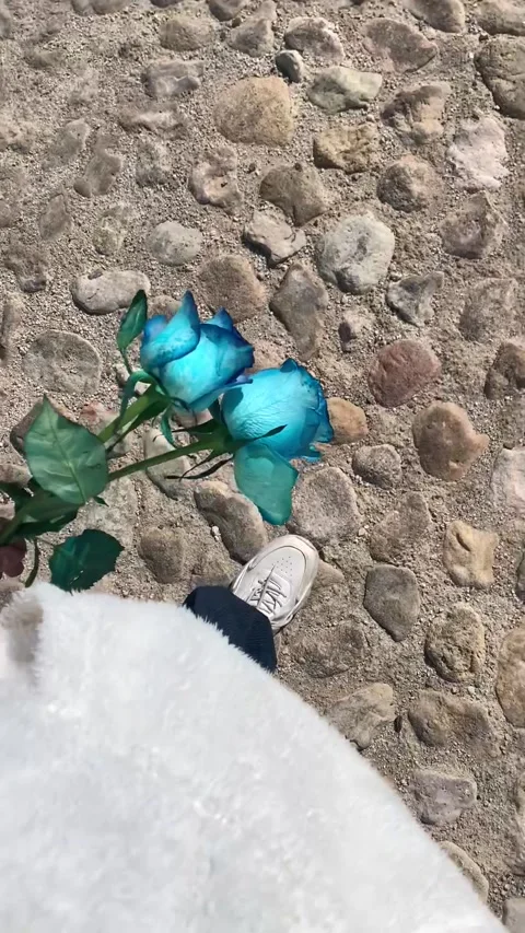 Walking on a cobblestone path holding blue roses, POV shot Vídeos de archivo 336849236