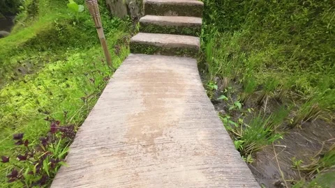 Walking on a concrete pathway in the middle of a rice fields Stock Footage 237747182