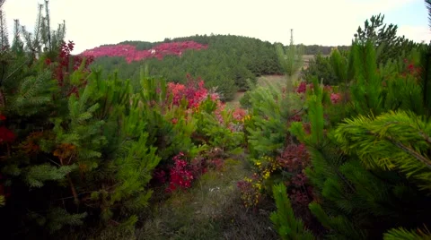 Walking in coniferous forest Stock Footage 57229279