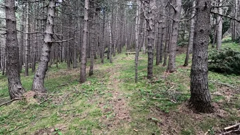 Walking on a coniferous forest. Stock Footage 157812608