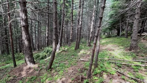 Walking on a coniferous forest. Stock Footage 157813266