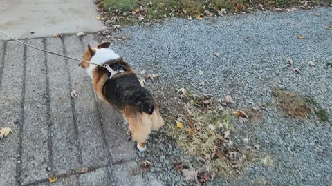 Walking Corgi Dog Park Fall Leaves | Stock Video | Pond5