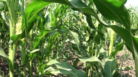 Walking in a corn field 스톡 동영상 30764580