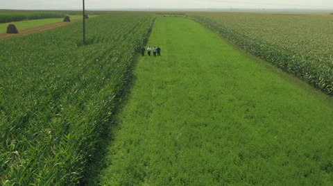 Walking in corn field - HD 動画素材 43106116