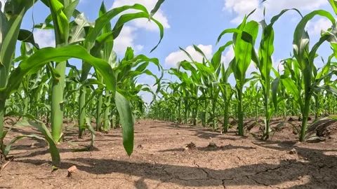 Walking in corn field, low angle view - slow motion Stock Footage 243273109