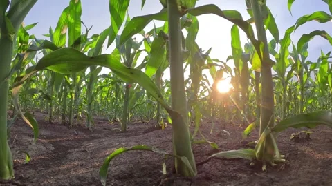 Walking in corn field at sunset Stock Footage 243429603